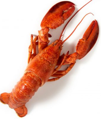 Lobster